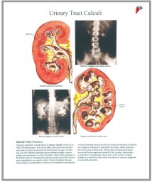 human fetal circulation